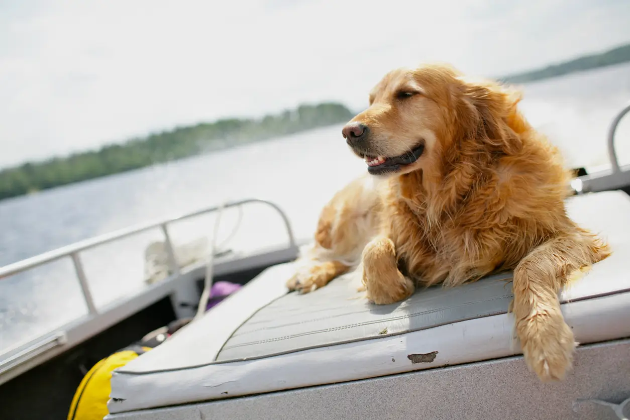 How to make your boat pet-friendly