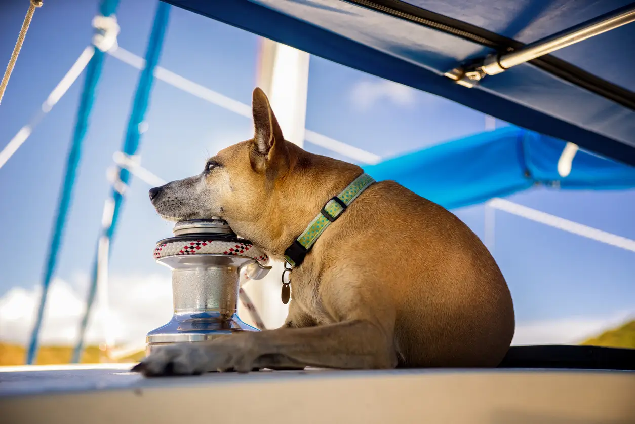 Taking a pet on a boat: tips